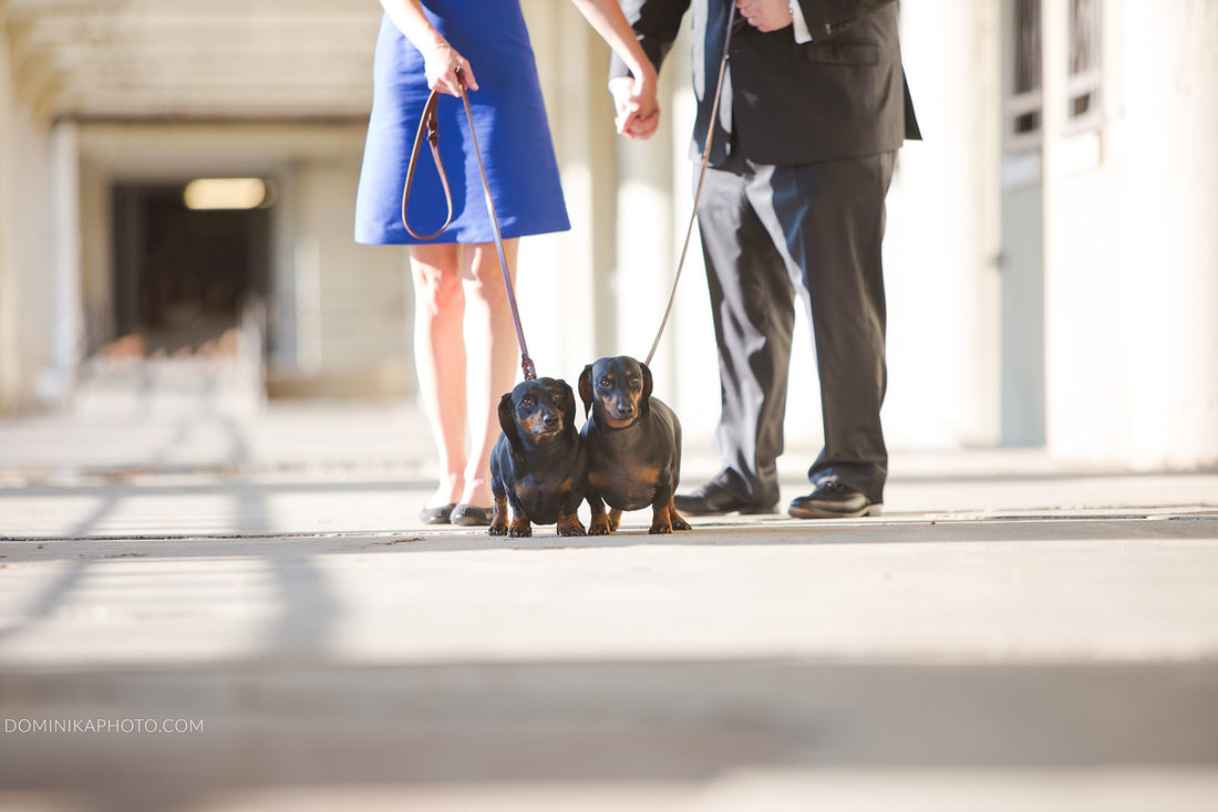 engagement photography with dogs
